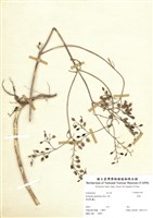 藏品(倒吊蓮)的圖片